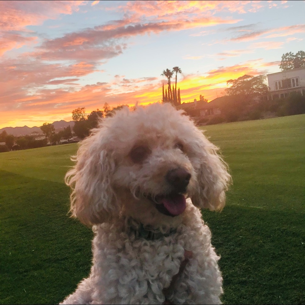 Meet your Posher, Sofia